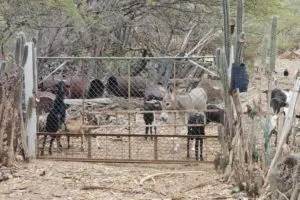 Animals