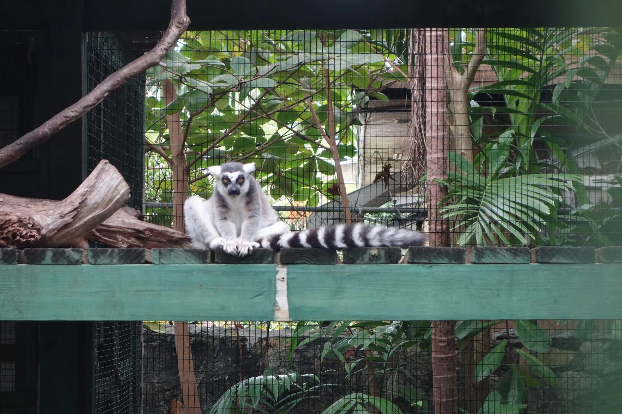 Ardastra Gardens and Zoo