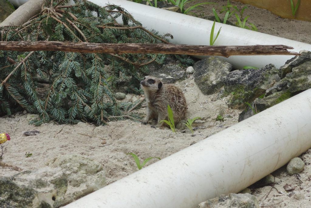 Ardastra Gardens and Zoo