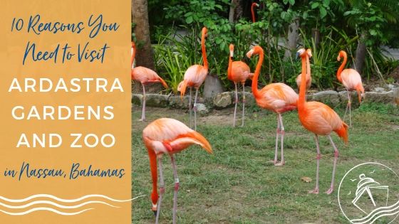 10 Reasons You Need to Visit Ardastra Gardens and Zoo