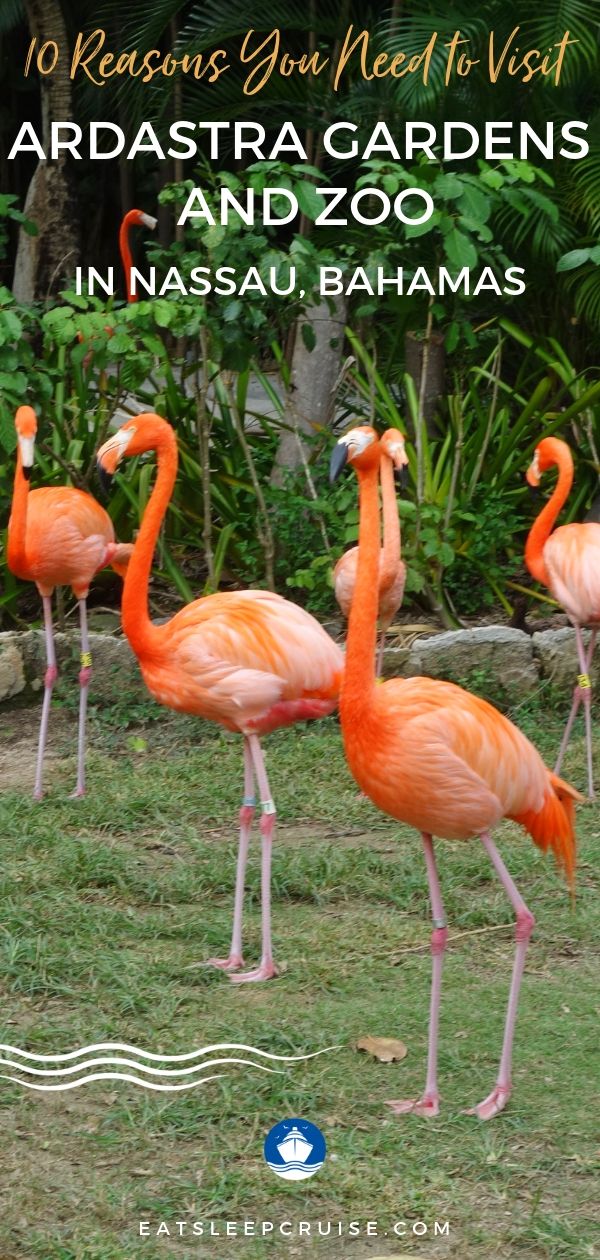 10 Reasons You Need to Visit Ardastra Gardens and Zoo in Nassau, Bahamas