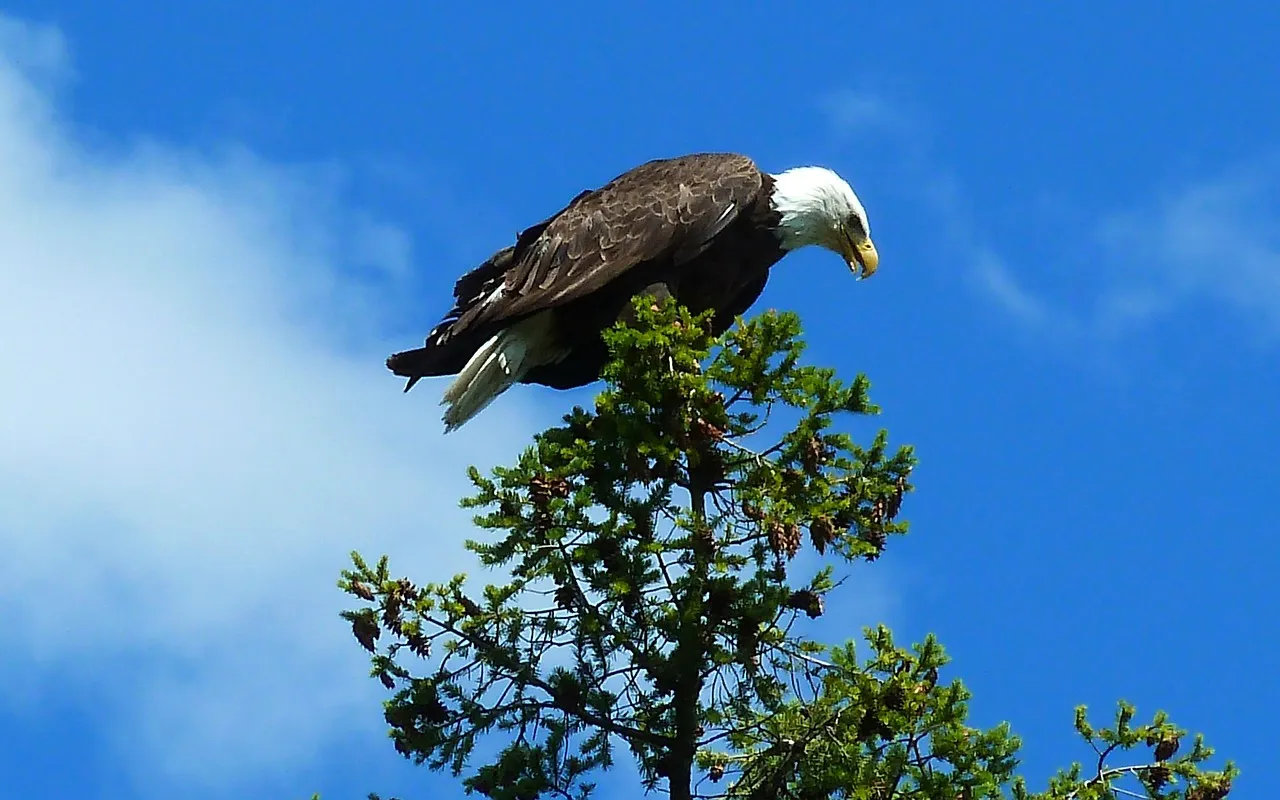 Top Things to Do in Skagway, Alaska