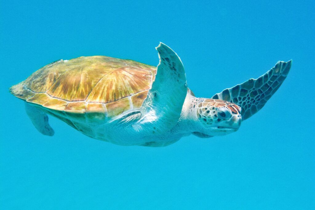 Snorkeling with sea turtles Barbados