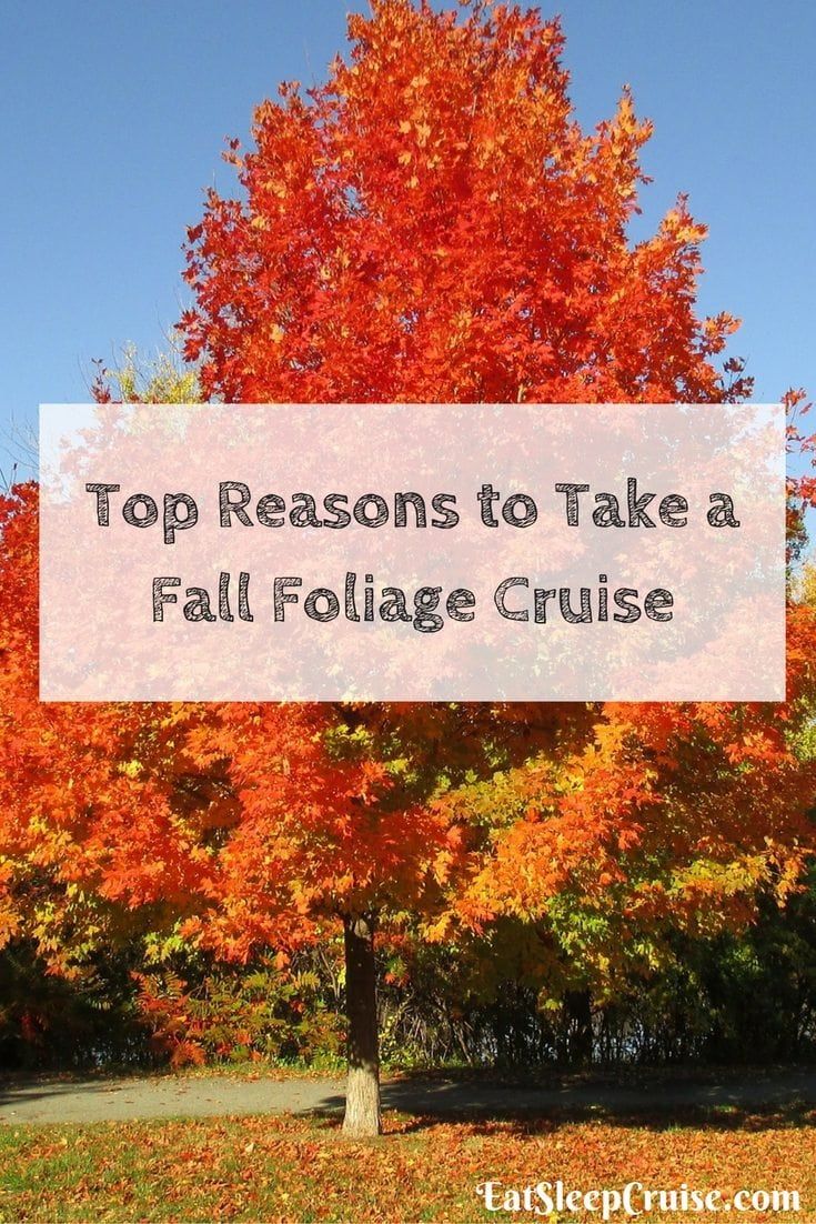 Top Reasons to Take a Fall Foliage Cruise