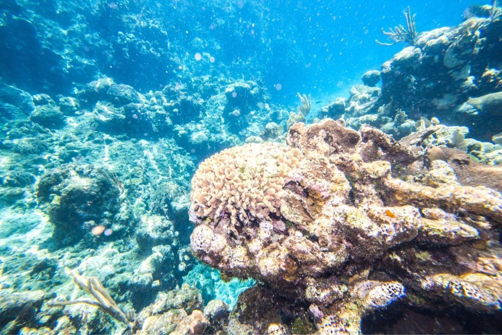 snorkel in Roatan