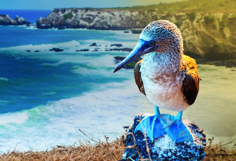 Celebrity Cruises Resumes Galapagos Sailings