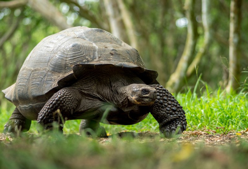 Celebrity Cruises Resumes Galapagos Sailings