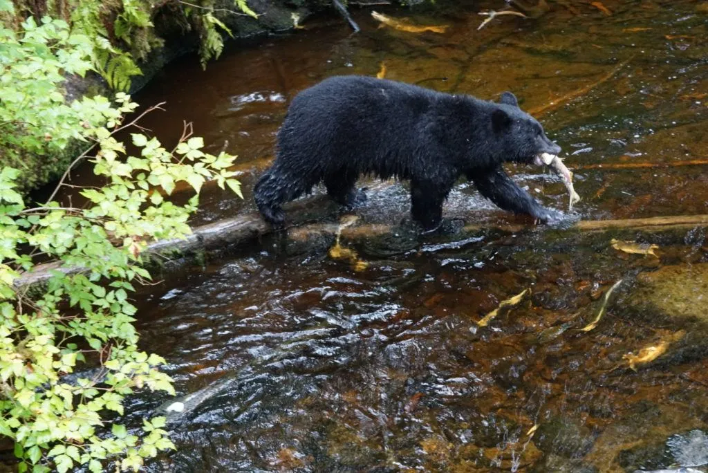 Bear viewing in Ketchikan, Alaska on a Cruise