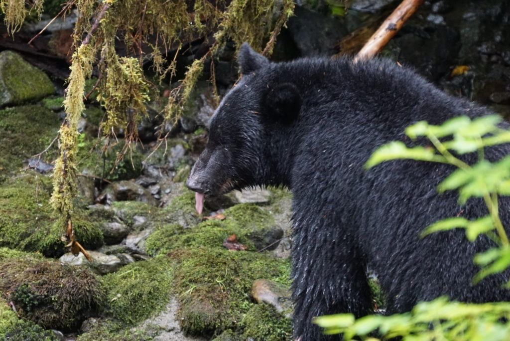 Bear viewing in Ketchikan, Alaska on a Cruise