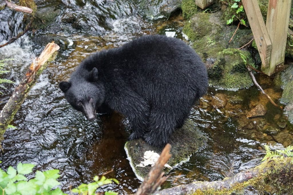 Bear viewing in Ketchikan, Alaska on a Cruise