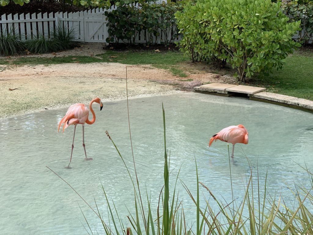 Flamingoes at Baha Mar Hotel 
