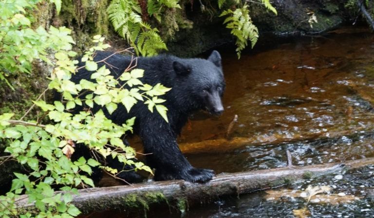 Bear Viewing in Ketchikan, Alaska on a Cruise