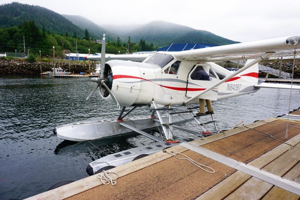 Bear viewing in Ketchikan, Alaska on a Cruise