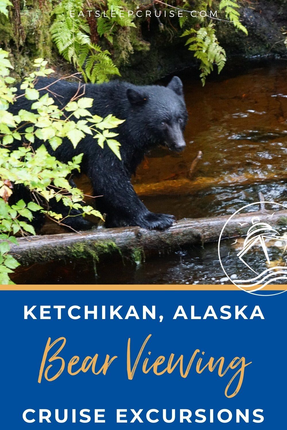 bear viewing in Ketchikan, Alaska on a Cruise