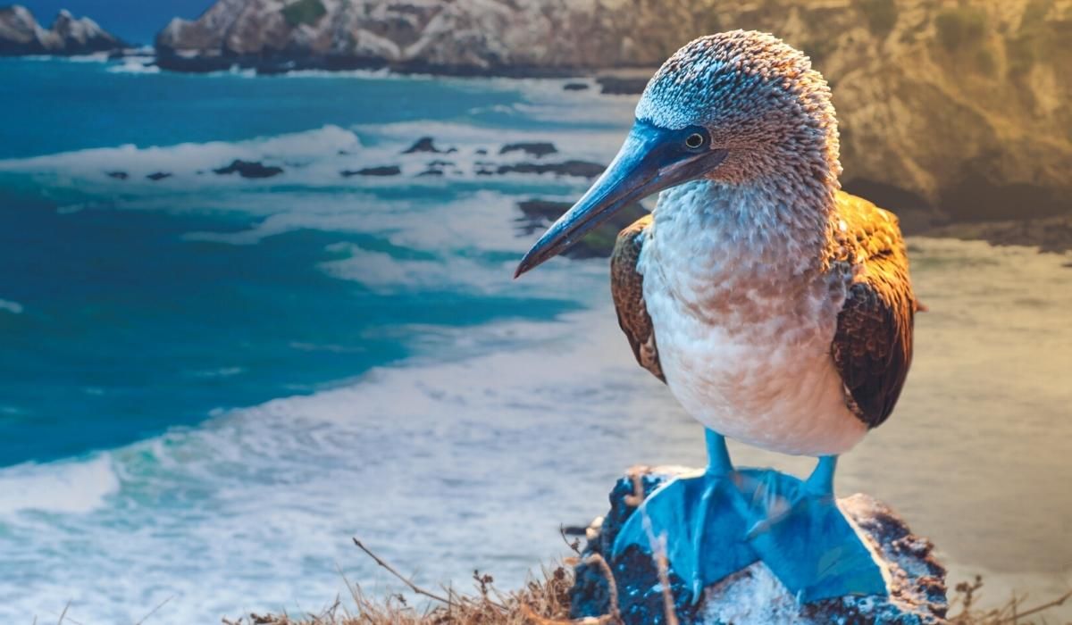 Celebrity Cruises Announces 2024 Sailings to the Galapagos