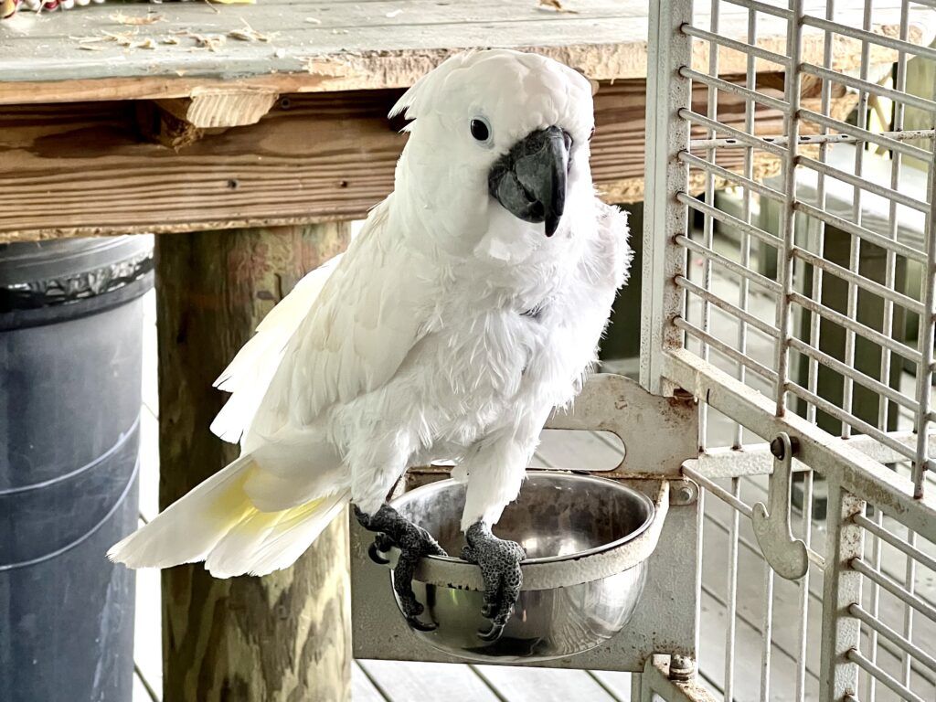 Port Canaveral Airboat Rides