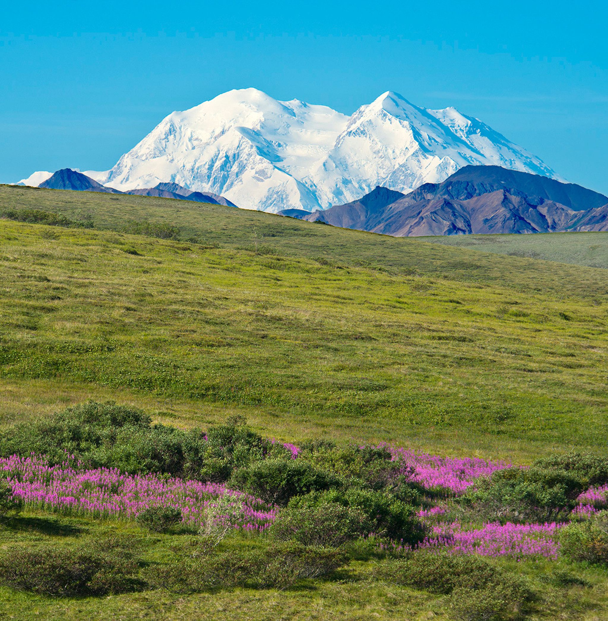 Holland America 2024 Alaska Cruisetours Open For Booking   DenaliFlowers Alaska Photographer Andy Newman .optimal 