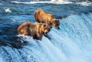 Princess Cruises Offers New Katmai National Park Cruisetour for 2024 Alaska Season