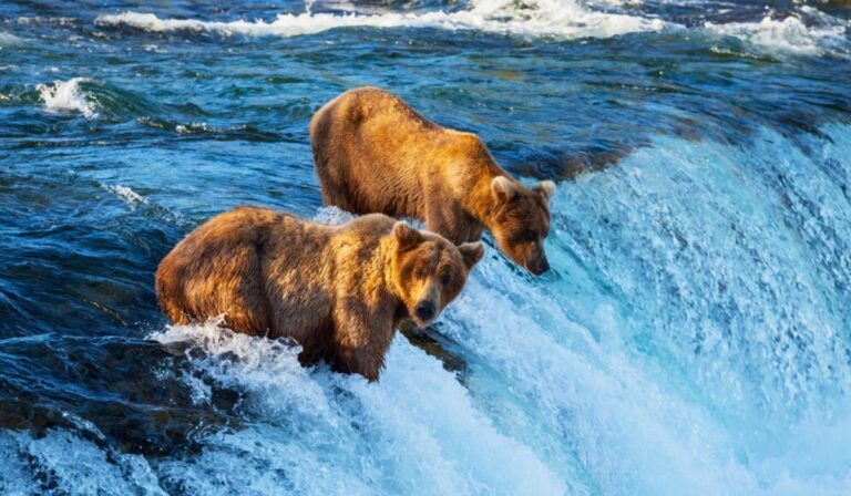 Princess Cruises Offers New Katmai National Park Cruisetour for 2024 Alaska Season