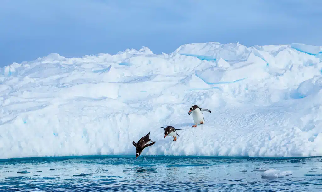 Atlas Ocean Voyages Announces New 2025-26 Expeditions to Antarctica