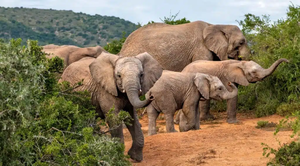 elephants silversea cruises