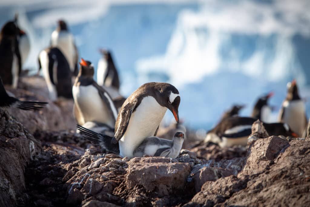 atlas ocean voyages penguins antarctica