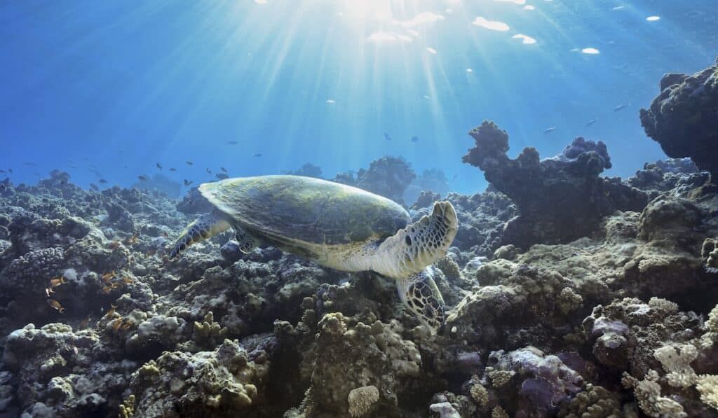 hawsbill turtle explora journeys sea creature