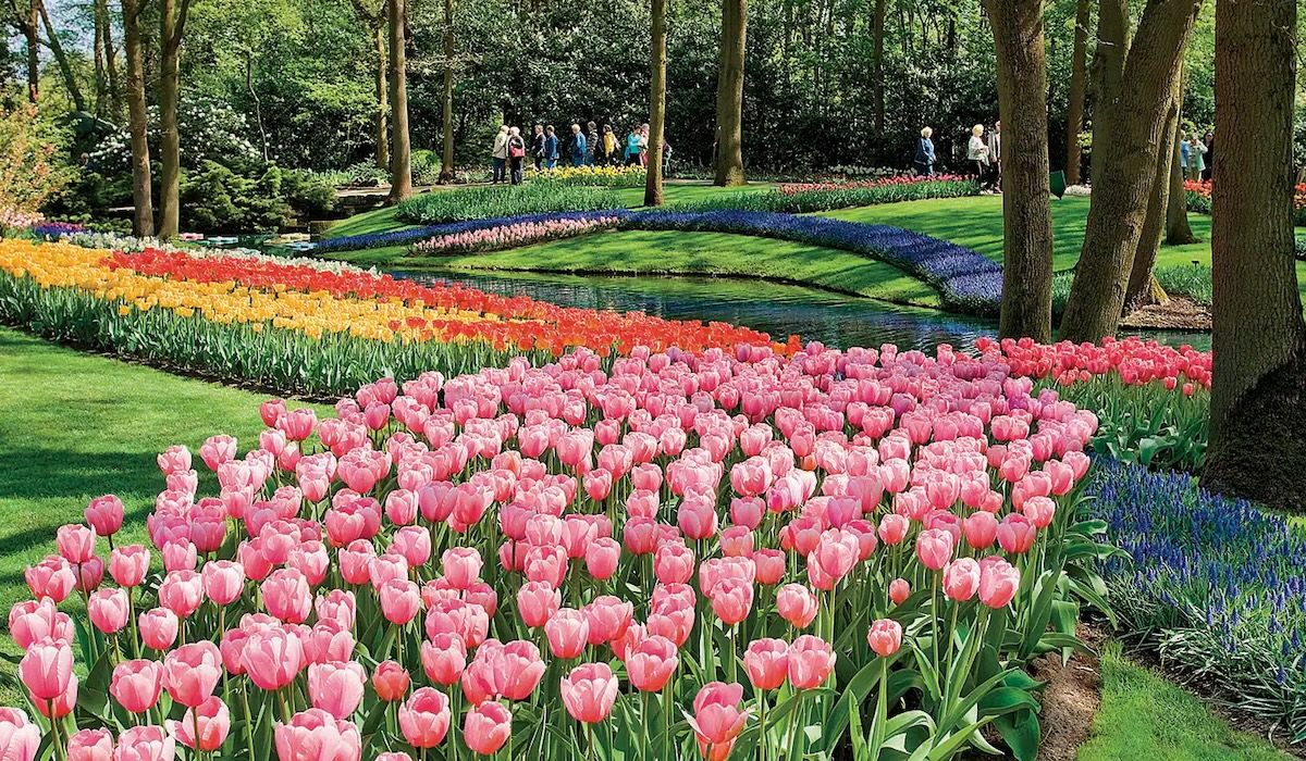 netherlands tulip time itinerary amawaterways