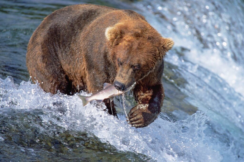 princess cruises bear salmon alaska