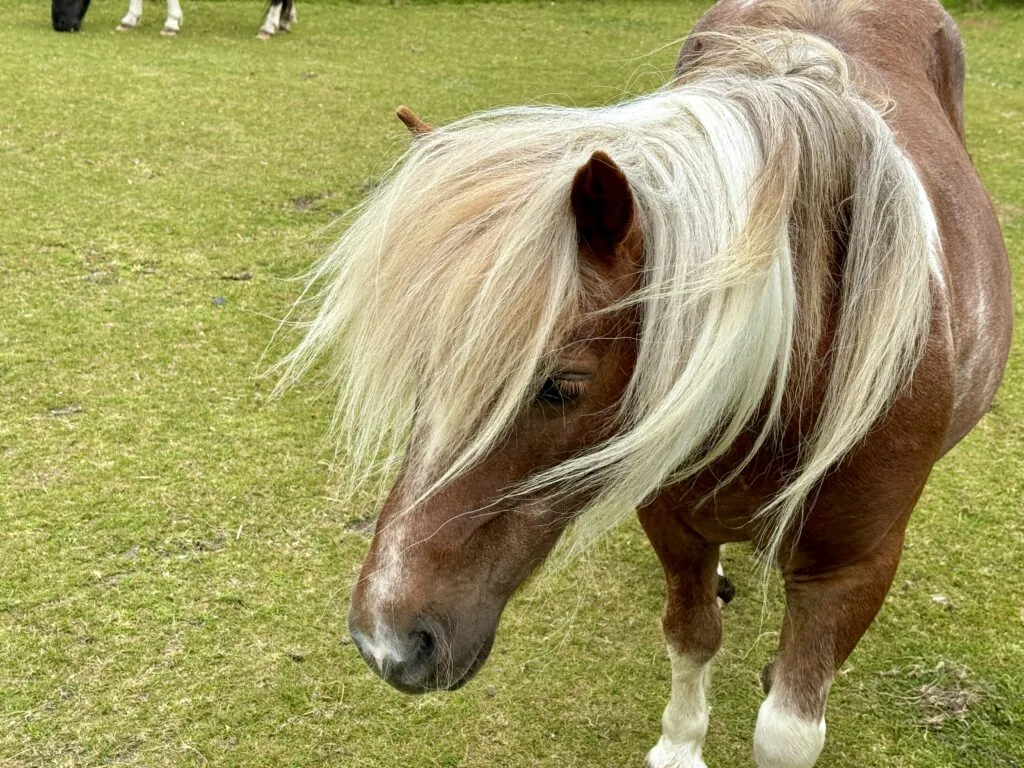 Our Honest Viking Ocean Cruise Review - Into the Midnight Sun