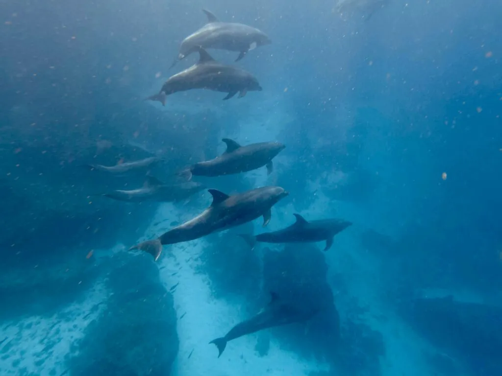 Dolphins Swim By in Galapagos 