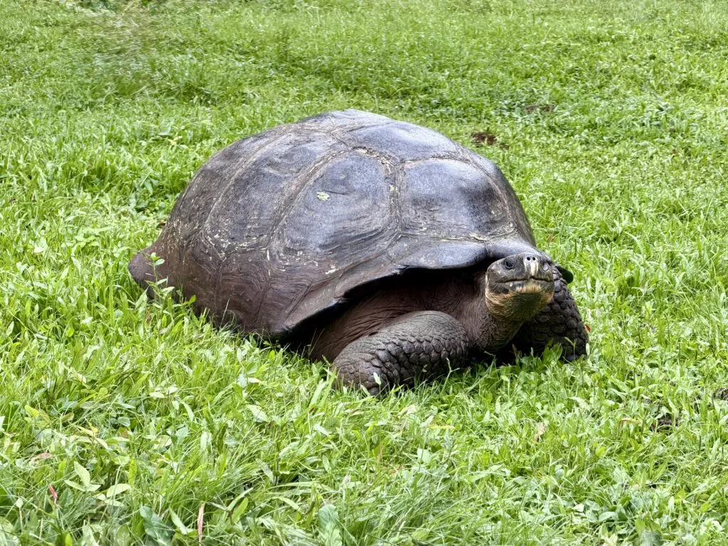 Giant Tortoise in the wild in galapagos