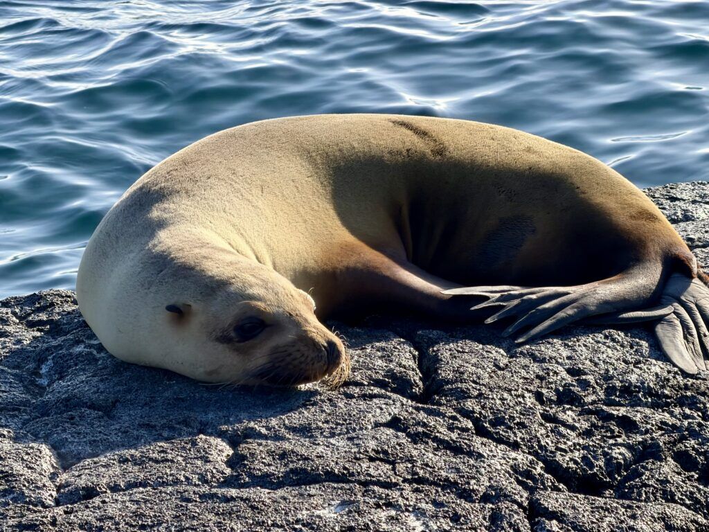 A Sea Lion in Galapagos 