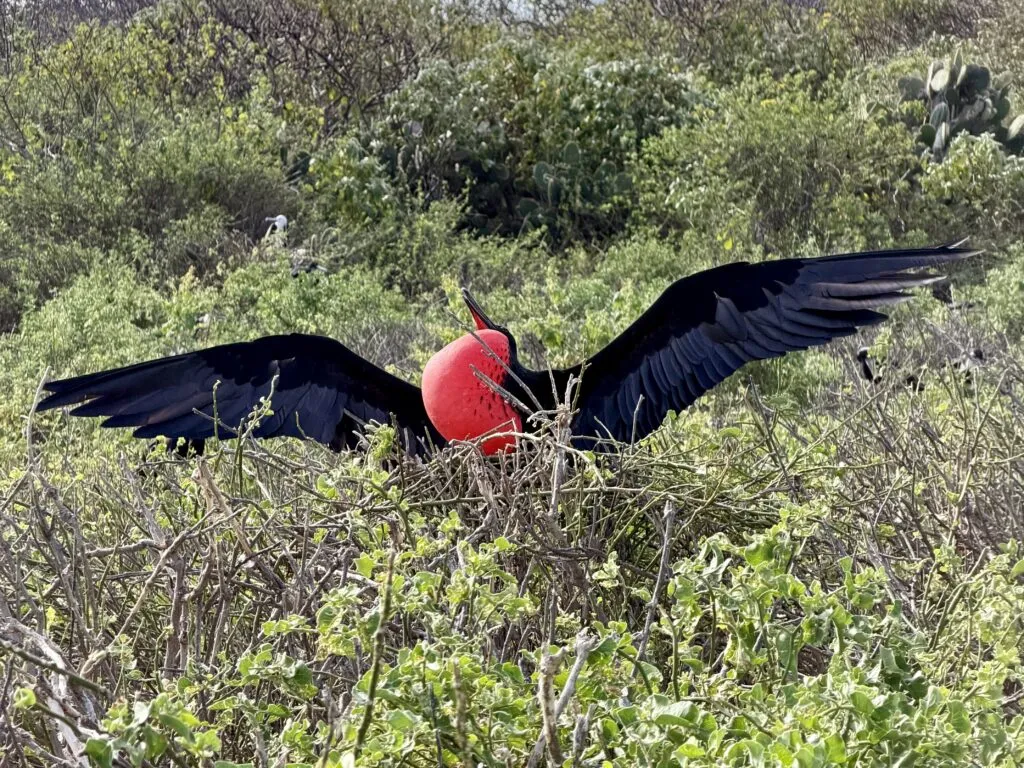 A Frigate Bird in Mating Stance