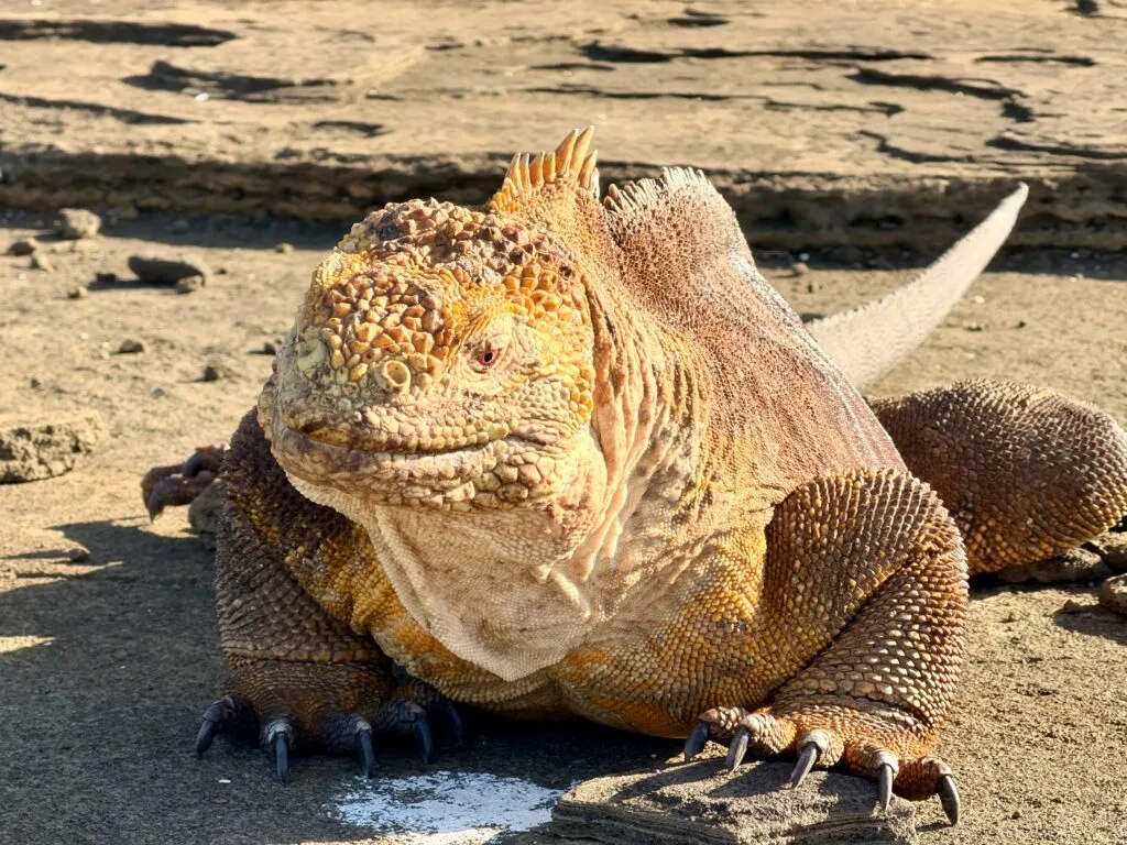A Land Iguana in Santiago 